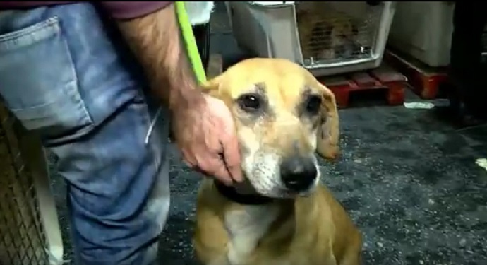 Source: Dog Tales Rescue and Sanctuary