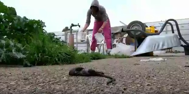 Source: Dog Tales Rescue and Sanctuary