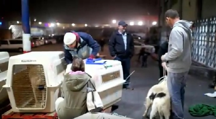 Source: Dog Tales Rescue and Sanctuary