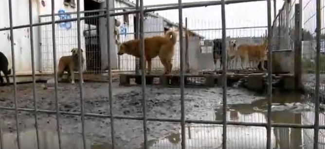 Source: Dog Tales Rescue and Sanctuary