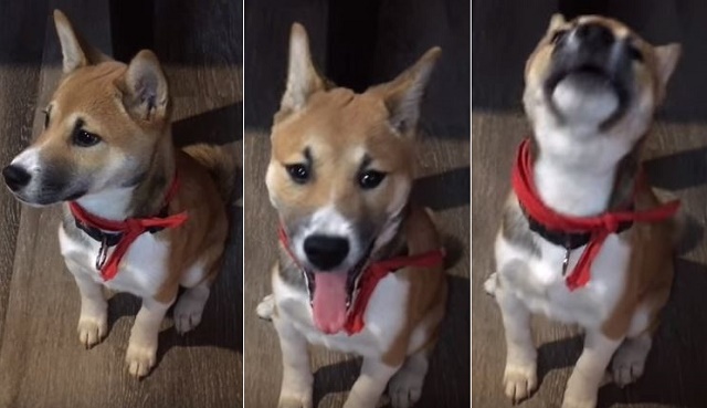 Every Time This Puppy Yawns, He Lets Out The Cutest Howl!