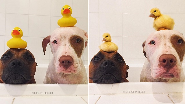 These Sweet Dogs Just Love Their New Duckling Siblings!