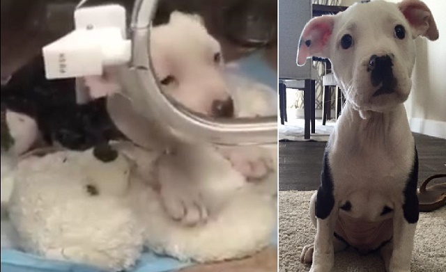 Puppy Hugs Teddy Bear As He Struggles To Stay Alive After Choking On Kibble