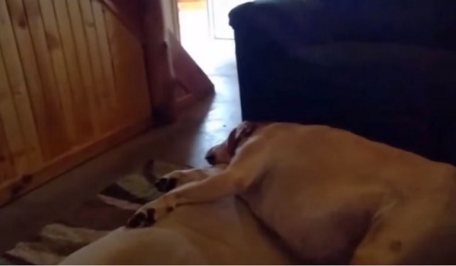 This Dog Has The Goofiest Snore We’ve Ever Heard!