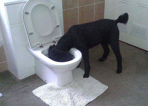 Ask A Vet Why Does My Dog Drink Out Of The Toilet