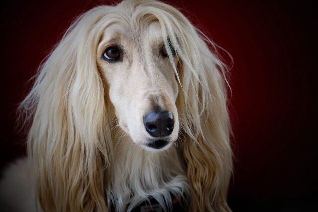 Ultimate Afghan Hound Puppy Shopping List: Checklist of 23 Must-Have Items thumbnail