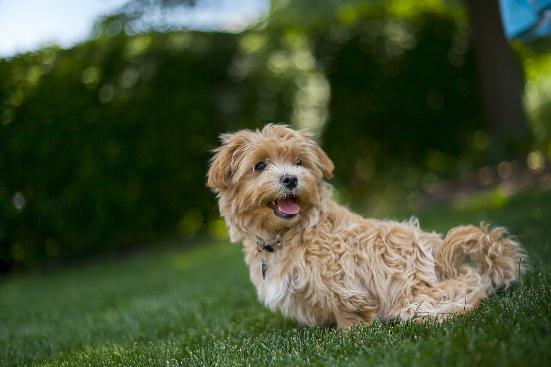 Healthy Non Shedding Dogs