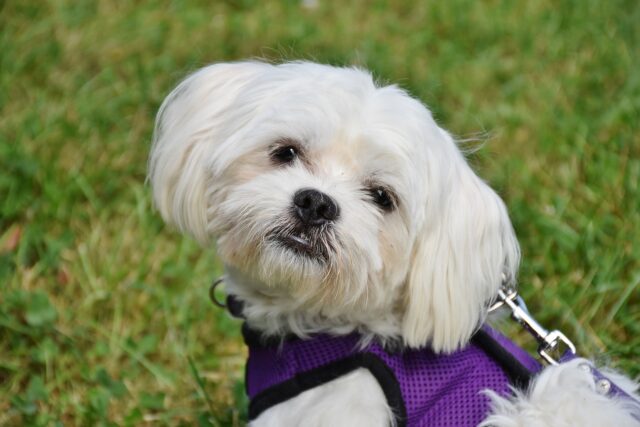 Maltese dog wearing a harness