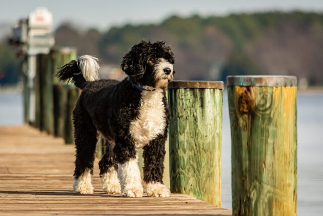 Portuguese Water Dogs