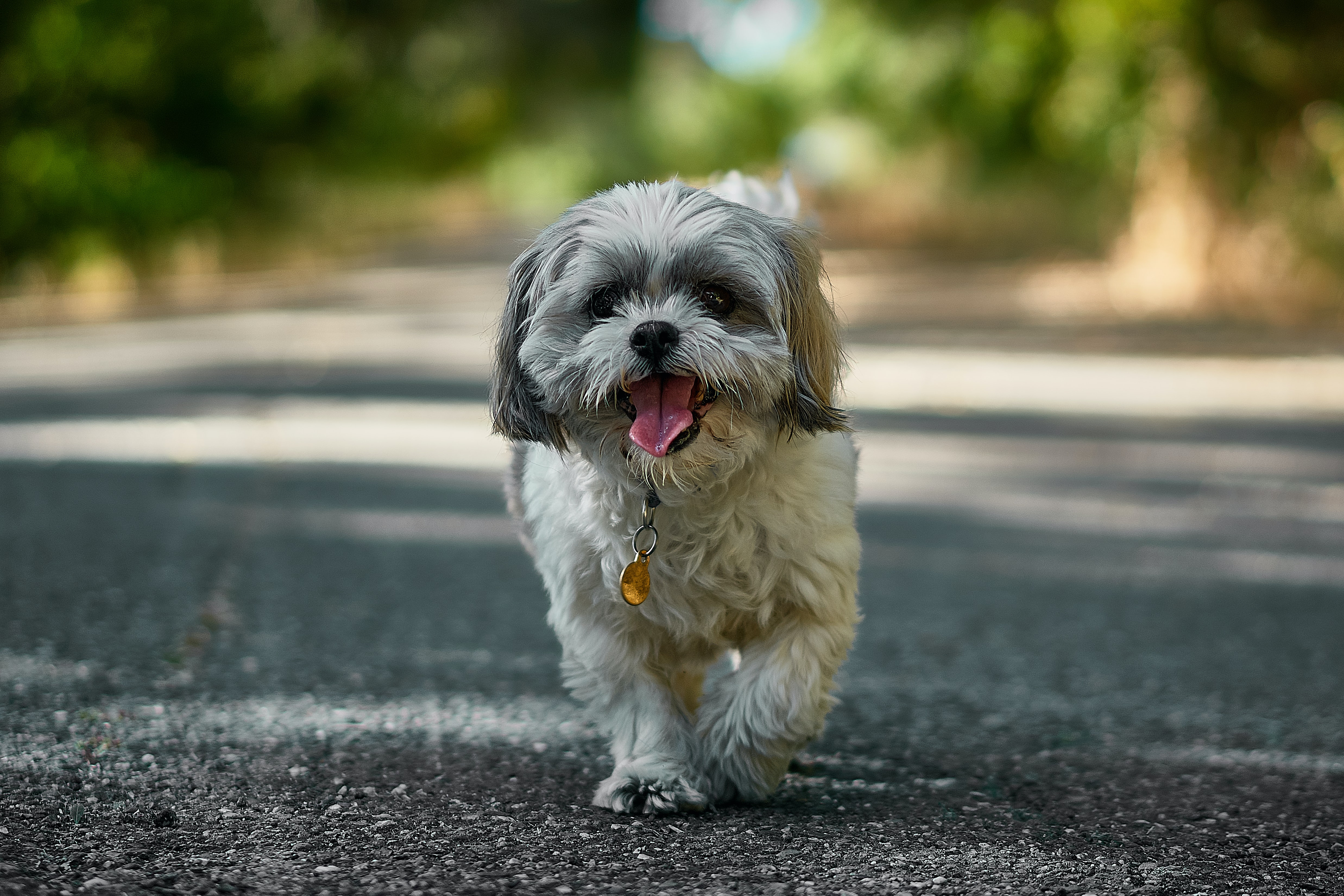 Shih Tzu walking