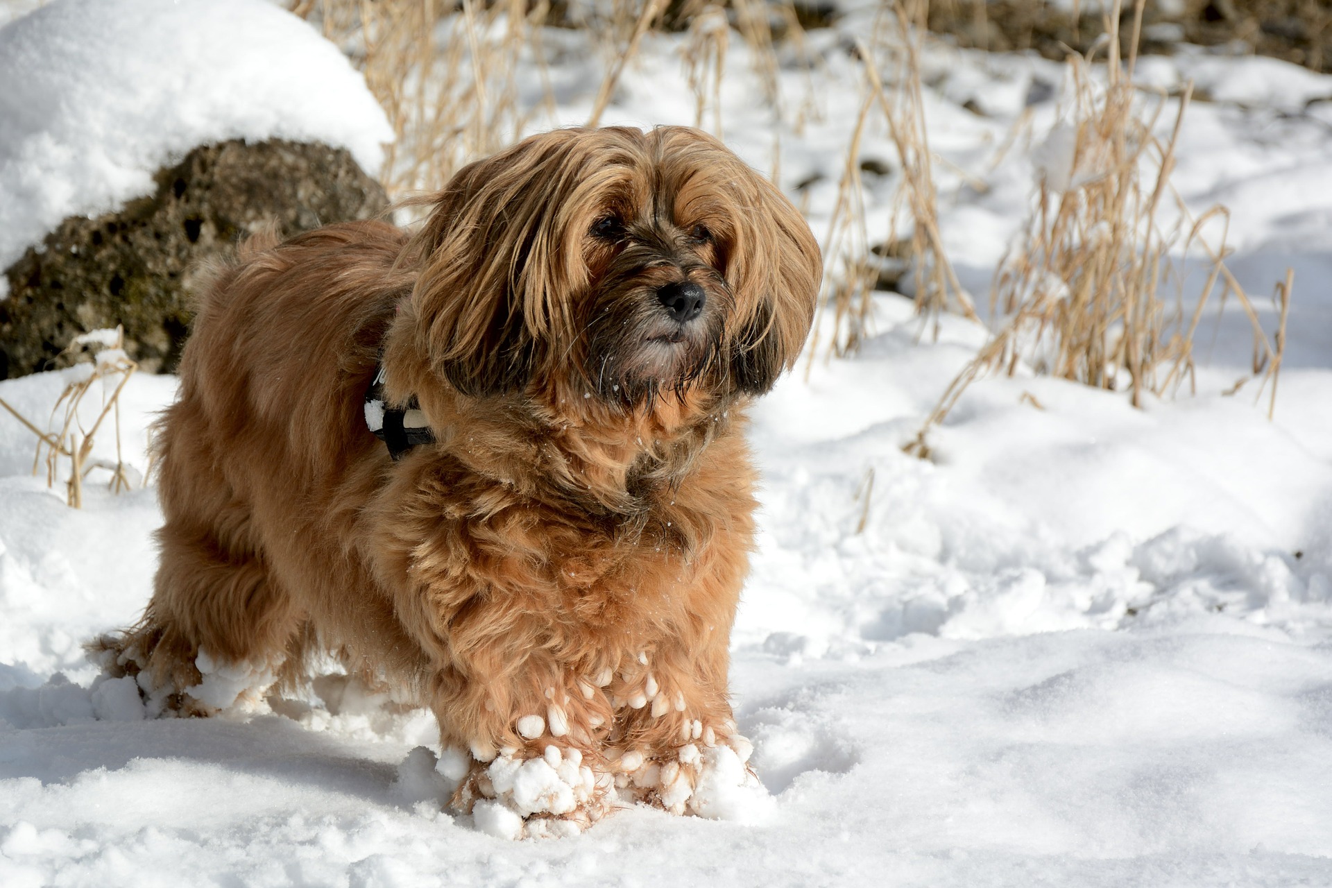 Tibetan Terrier successful  snow