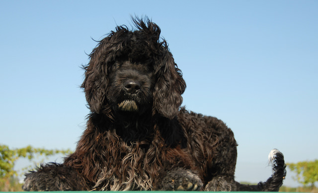 15 Dog Breeds That Hardly Shed