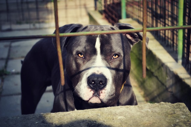 Toronto Bans Pit Bulls And Their Dog Bites INCREASE