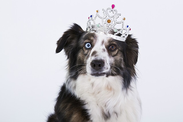 dog wearing tiara