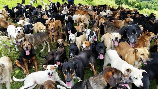 This Wonderful Shelter Lets Over 900 Homeless Dogs Wander Freely On ...