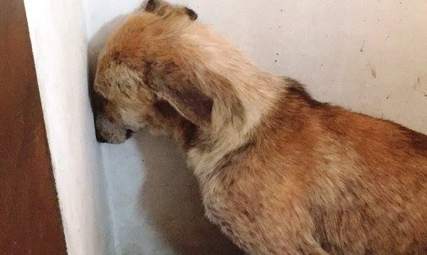 Abused Dog Faces The Wall, Too Scared To Look At Anyone, But Her Rescuers Are Not Giving Up!