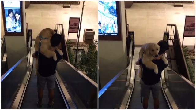 Scared Pup Hitches A Ride On His Human To Get Down The Escalator