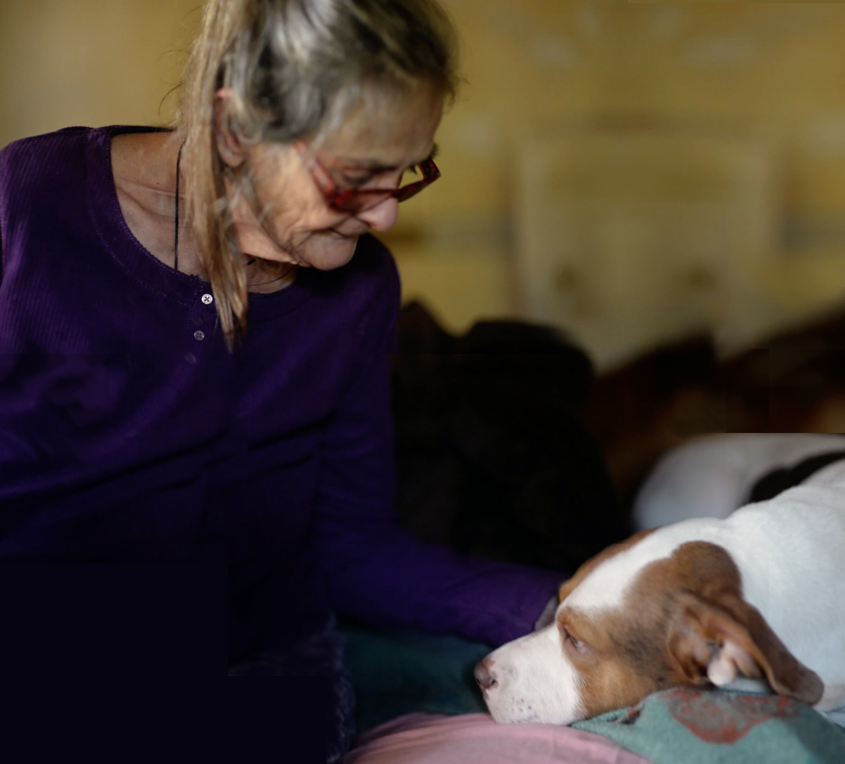 peace of mind pet care