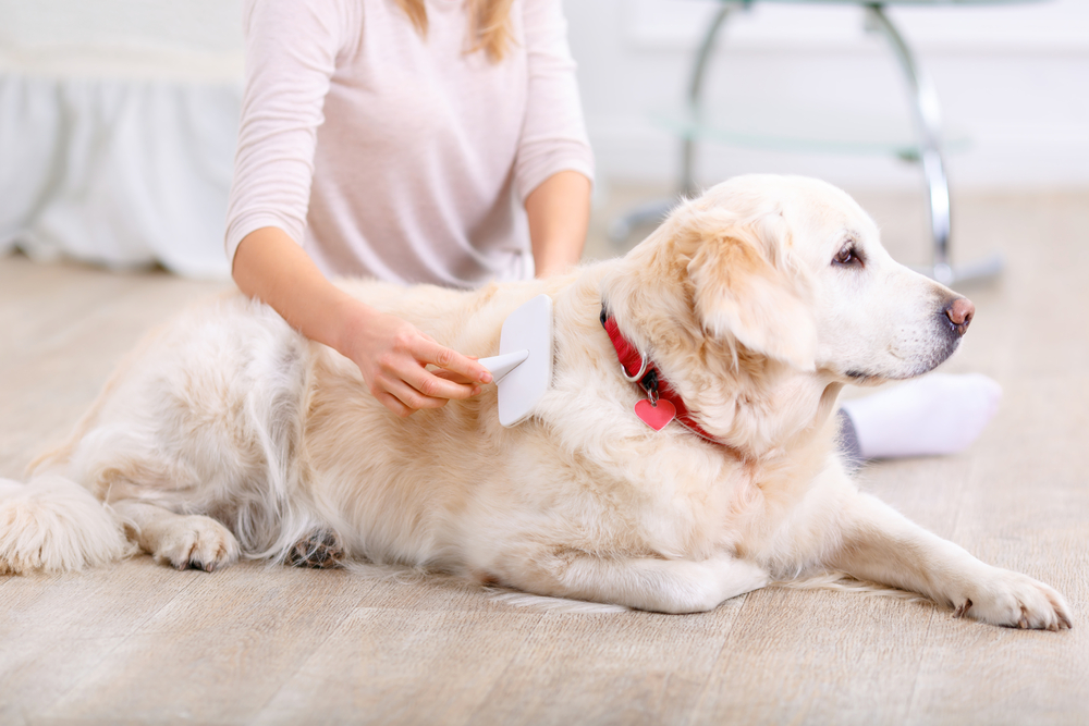 Grooming And Coat Care: How To Keep Your Dog Looking And Feeling Great