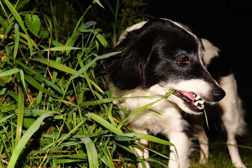 5 Reasons Dogs Eat Grass