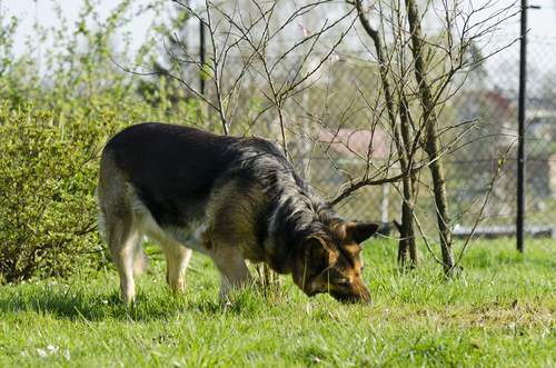 big dog eating grass