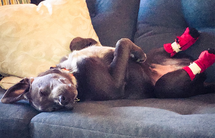 Source: Best Friends Animal Society