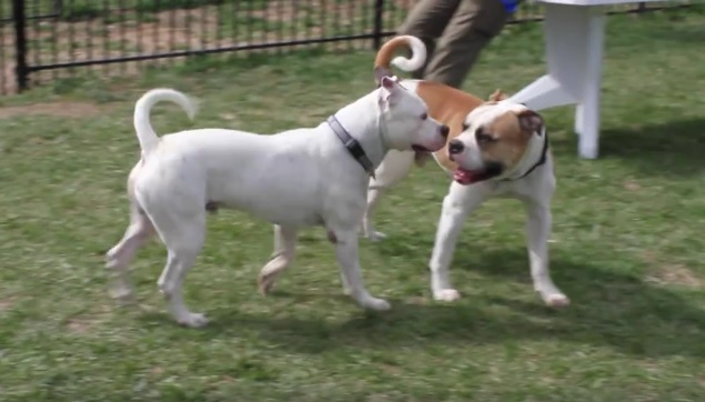 Source: Dog Tales Rescue and Sanctuary - Facebook