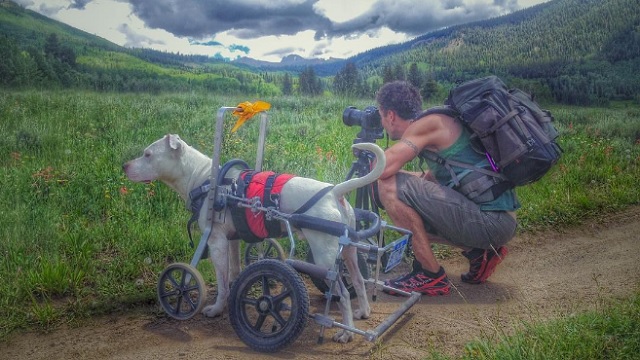 Chú chó trên xe lăn đi khắp đất nước cùng với bố là nhiếp ảnh gia
