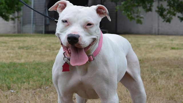 Deaf Dog Learns Sign Language To Increase Her Chances In Finding A ...