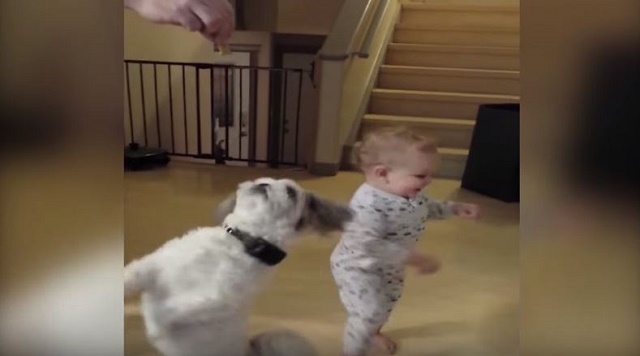 Baby Imitates The Dog’s Trick So He Can Get A Treat Too