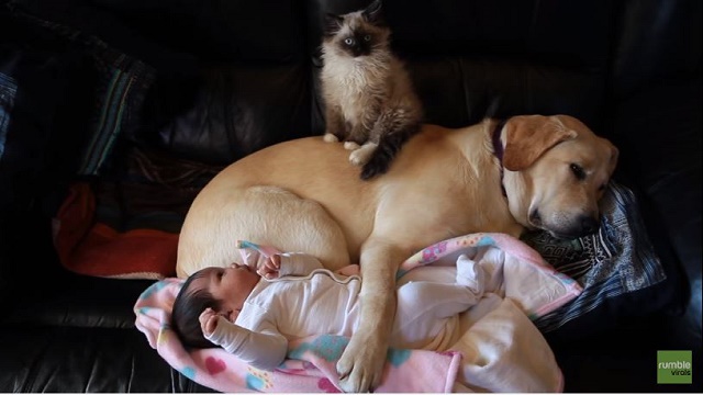 3x The Cuteness: Puppy, Kitten & Baby Preciously Cuddle Together!