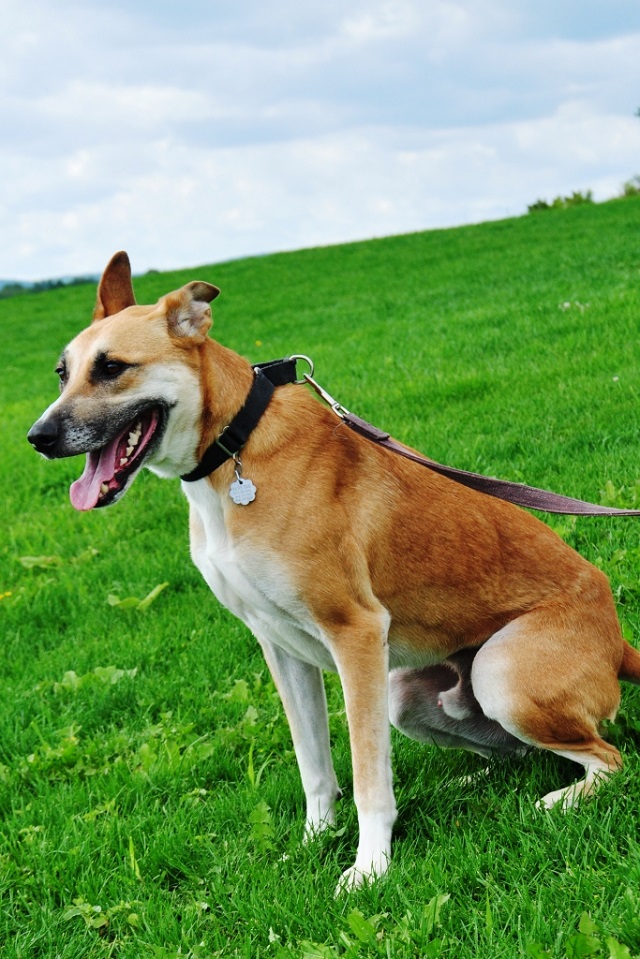 Source: Centre County PAWS