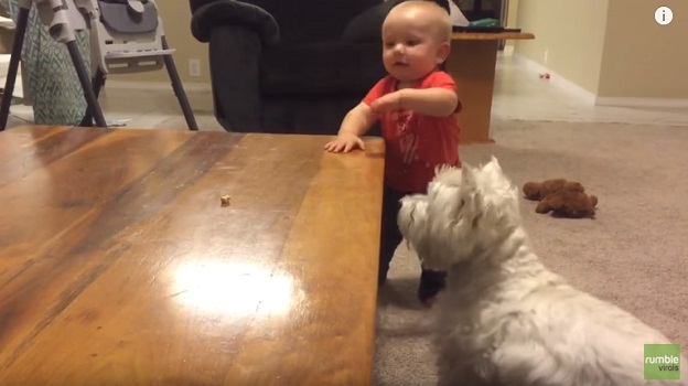 Dog And Baby Compete Over The Last Piece Of Chicken