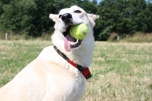 Dog holding tennis ball