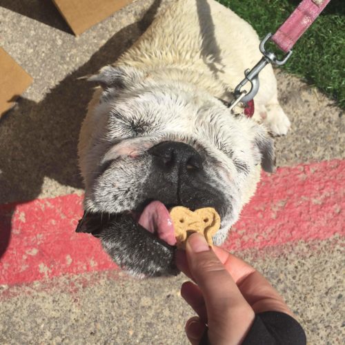 This Treat Truck Is Like An Ice Cream Truck For Dogs...And So Much More!