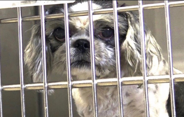 Senior Dog Dumped At Shelter Because She Was “Too Old”– Let’s Help Her Find A Home!