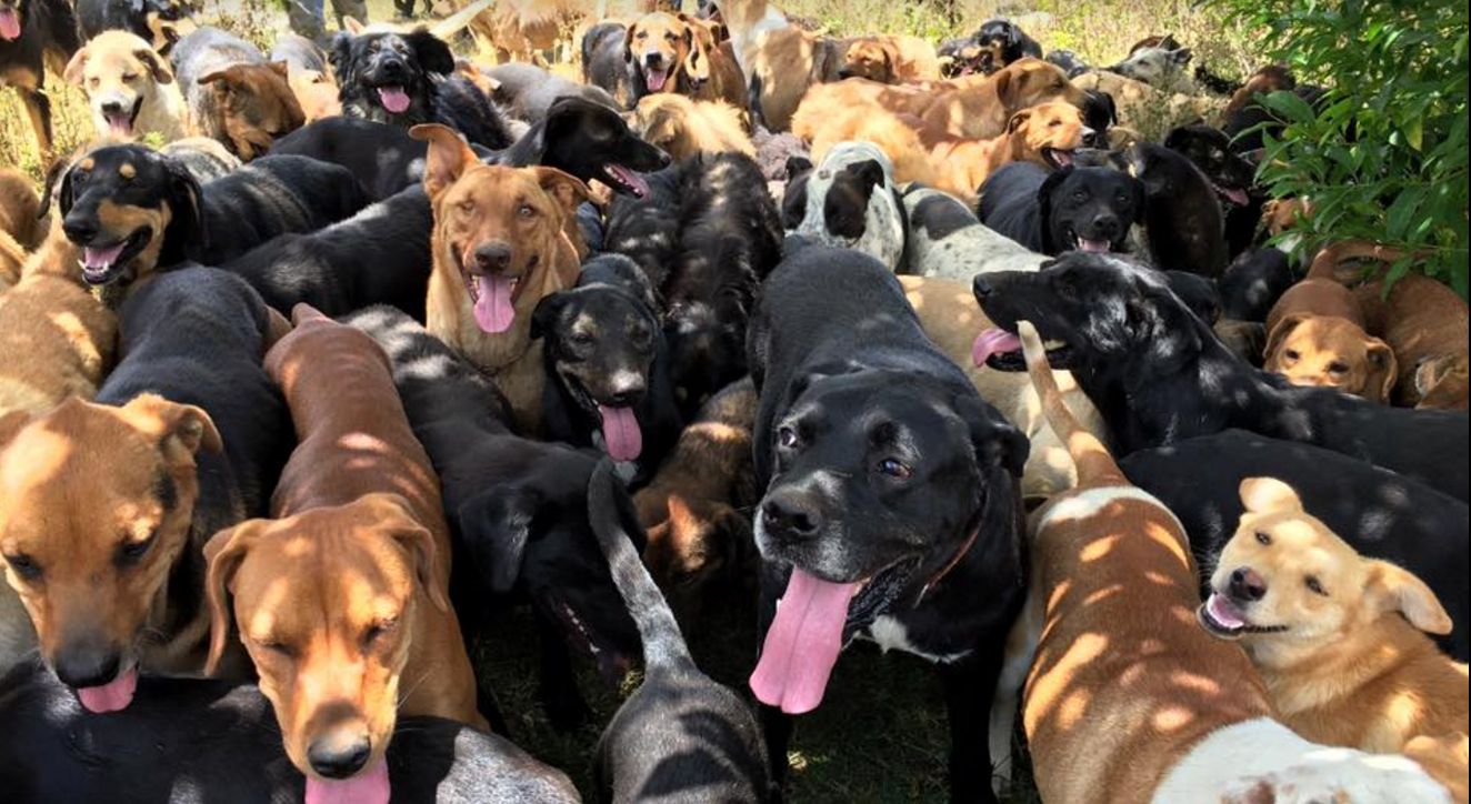 This Wonderful Shelter Lets Over 900 Homeless Dogs Wander Freely On ...