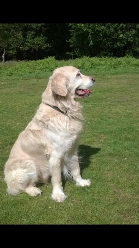 Source: D'for the dogs fund for NCCF - GoFundMe