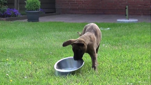 You’ve Never Seen A Puppy Use His Water Bowl Like THIS Before!