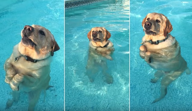 This Dog Learned How To Stand & Walk In The Pool–And It’s Completely Hilarious!