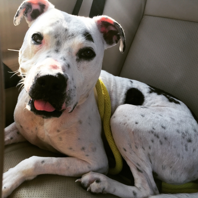 Image Source: Pennsylvania SPCA via BarkPost