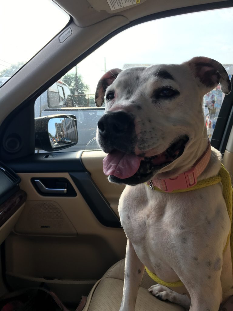 Image Source: Pennsylvania SPCA via BarkPost