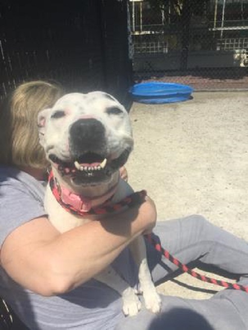 Image Source: Petango