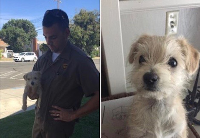 UPS Driver Sees Dog Getting Dumped, “Delivers” Him To Safety