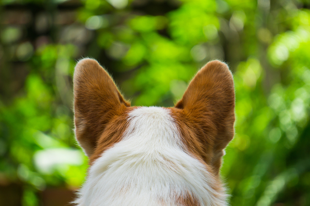 8 Fun Facts About Your Dog's Ears