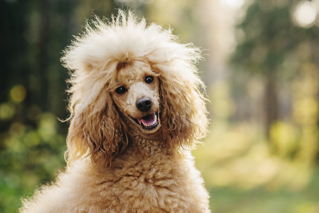 All About Poodles: 9 Things You Didn't Know