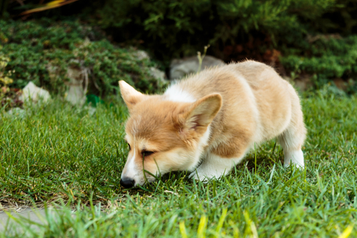Corgi puppy eating grass