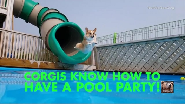 These Dogs Sure Know How to Have A Fun Pool Party