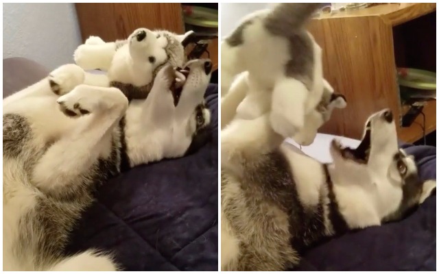 Playful Pup Can’t Figure Out Why Her Stuffed Animal Won’t Play Back!