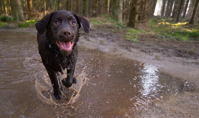 what do i do if my dog gets bit by a snake